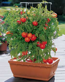 tomatoesincontainer