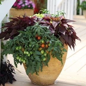 veggie and annuals container